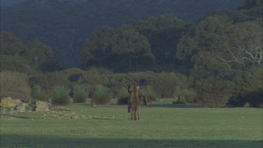 Two pairs of kangaroos fighting others nearby grazing