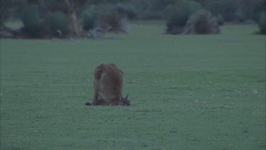 kangaroo scent marking urine spraying