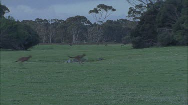 Kangaroos hopping in small mob on grass