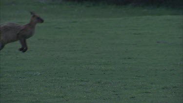 Kangaroo large male hopping on grass paddock slomo
