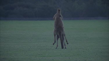 Two kangaroos wrestling, one falls to ground, then retreats