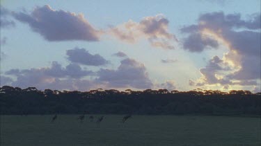 Kangaroos hopping on grass paddock at dusk