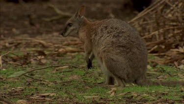 Tammar wallaby looking for feed on ground