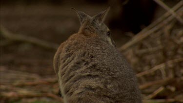 Tammar wallaby feeding, nervous, windy