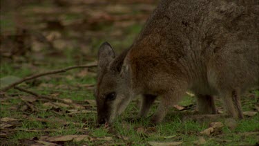 Tammar wallaby looking nervous hops away