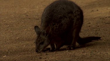 Tammar wallaby feeding with large joey in pouch