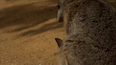 Tammar wallaby feeding with large joey in pouch