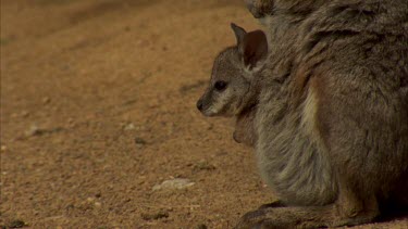 Tammar wallaby with large joey in pouch