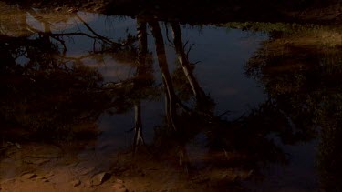 Creek tilt up to river red gum