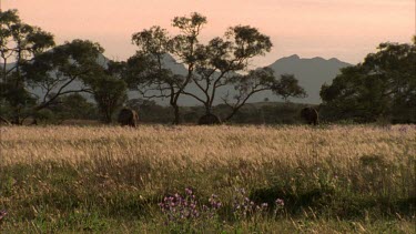 Emus feeding in grass Flinders Ranges in BG