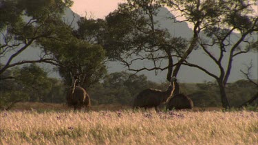 Emus feeding in grass Flinders Ranges in BG