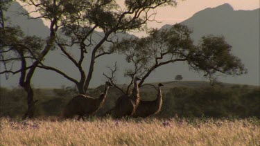 Emus feeding in grass Flinders Ranges in BG