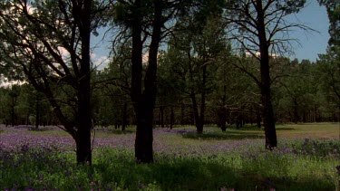 Cypress pine and Salvation Jane in Flinders Ranges