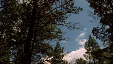 Cypress pine forest tilt down to stump of tree