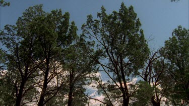 Tilt down from Cypress pine to Salvation Jane in Flinders Ranges