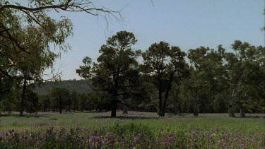 Cypress pine, salvation Jane, pan to log stable