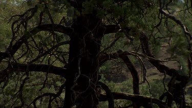 Cypress pine, shot thru window of log stable, zoom back