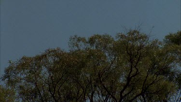 Light plane flying overhead