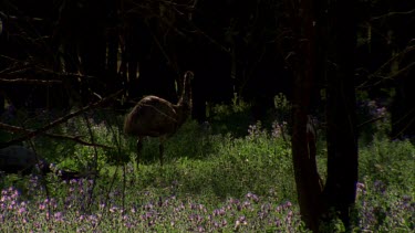 Emu walking thru salvation Jane