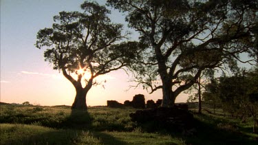 Red gums and stone ruins of house