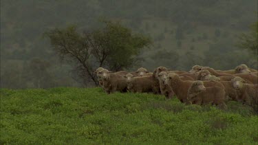 flock of sheep walking