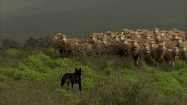 Man and dog moving large flock of sheep