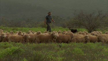 flock of sheep