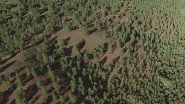 Wilpena Pound aerial cypress pine forest