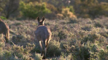 kangaroo hopping away