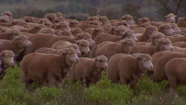 flock of sheep running through the undergrowth