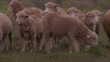 flock of sheep running through the undergrowth