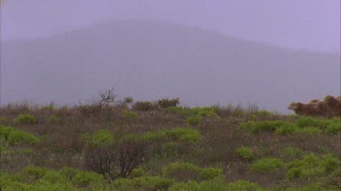 flock of sheep running through the undergrowth blue heeler dogs herding