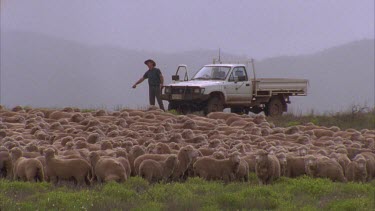 flock of sheep being mustered blue heeler dogs herding sheep farmer in background with Ute