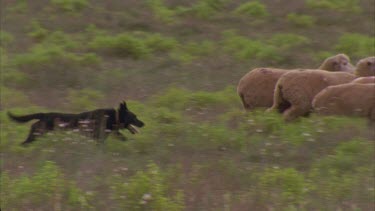 flock of sheep being mustered by sheep dog