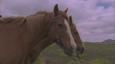 two horses hitched and faces still