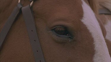 horse hitched and face still eye blinks