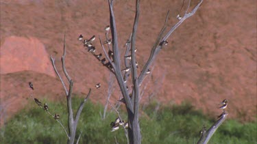 fairy martins roost in dead tree with Uluru behind wings fluttering
