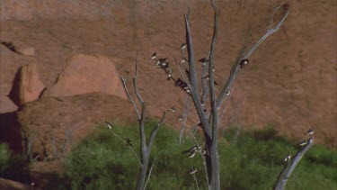 fairy martins roost in dead tree with Uluru behind wings fluttering