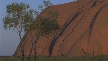 Uluru surface showing undulating rock and light and shade tree and some vegetation in foreground