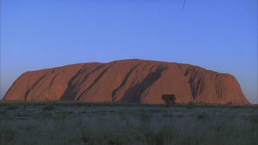 Uluru surface showing undulating rock and light and shade tree and some vegetation in foreground small hair in top of frame