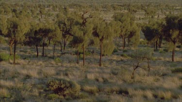 Pan across a stand of desert she oak trees at base of Kata Juta rock small hair in gate top right