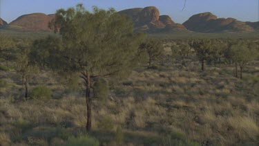 Kata Juta rock behind spinifex and some Casuarina trees small hair in gate top right