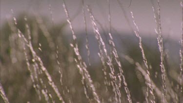 grasses and seed heads on sand dunes