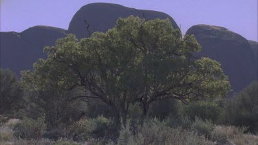 Bloodwood tree Corymbia opala?? In front of Kata Juta formations