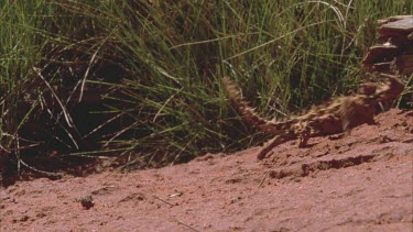 Thorny devil lizard on sand then walks off into spinifex