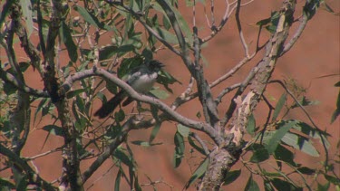 Willy wagtail swinging its tail in tree with red rock in background