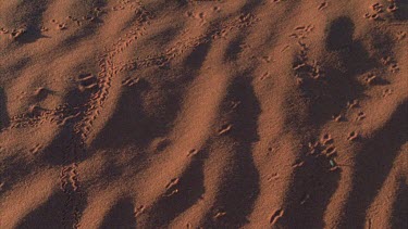 pan from tracks on the sand to vegetation on red sand dunes illustrate animals seeking shelter and shade