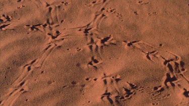 tracks on red sand dunes and between clumps of vegetation tilt up to reveal Uluru rock in far distance
