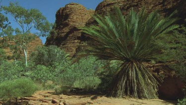 cycad in foreground