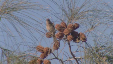small bird plucks seeds from desert oak pods